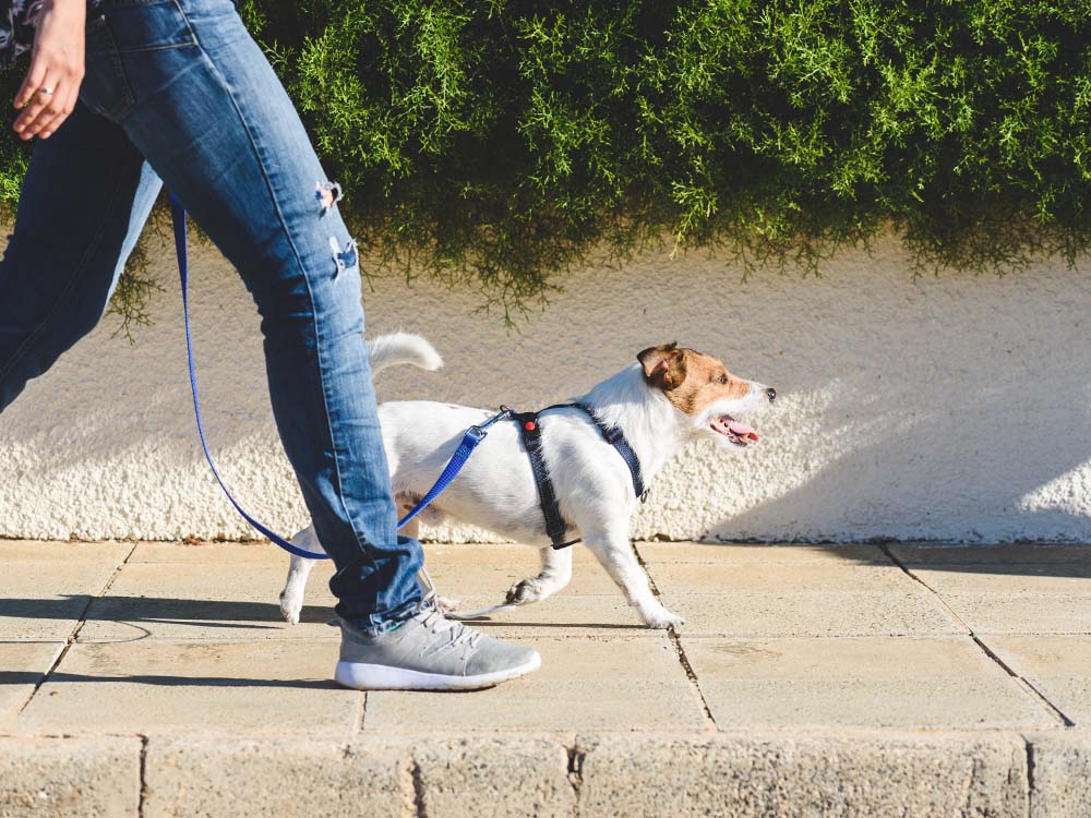 person walking dog on leash